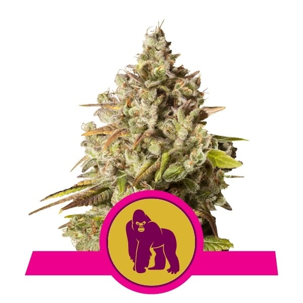 Koninklijke Gorilla Royal Queen Seeds terpenen