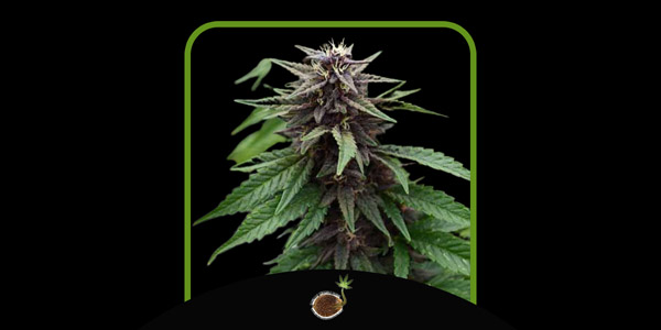 ロイヤルパープルクッシュCBD Emerald Triangle Seeds