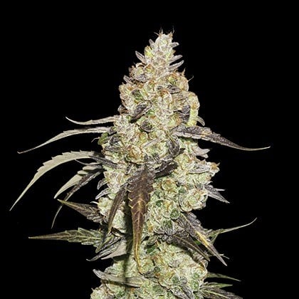 Runtz - Finest Sweet Weed Seeds