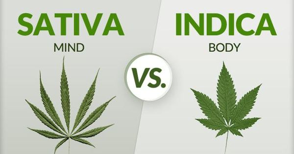 Différences médicales Sativa / Indica