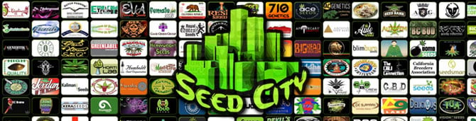 Variété massive de graines de cannabis de Seed City