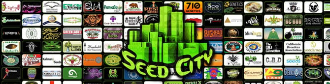 Seed City เมล็ดพันธุ์กัญชาขนาดใหญ่หลากหลาย