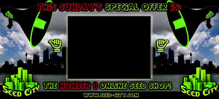 Seed City Sunday Giveaways!