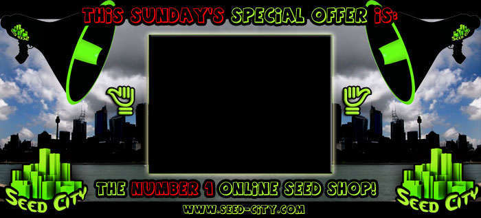 Seed City Sonntags-Geschenke!