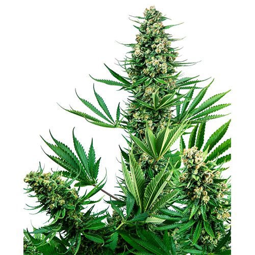 Sensi Sour Diesel Seeds till salu