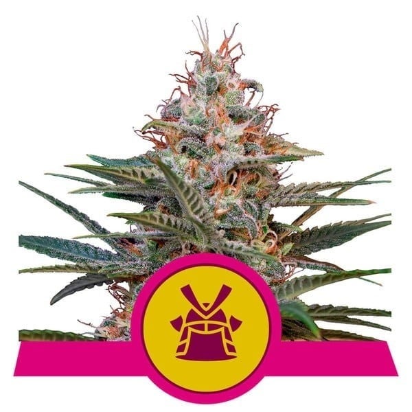 As melhores variedades de cannabis Shogun 2024