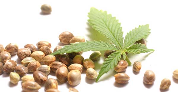 Yksittäiset marihuanan siemenet