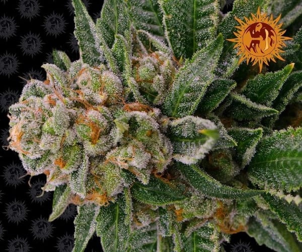 Skywalker OG Auto สุดยอดเมล็ดพันธุ์กัญชาในปี 2024