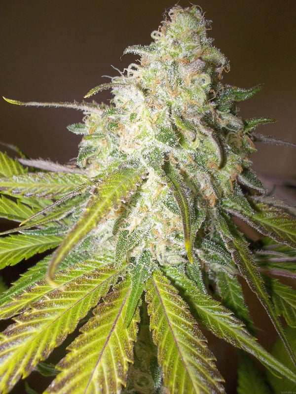 Semi di cannabis Sour Diesel in vendita