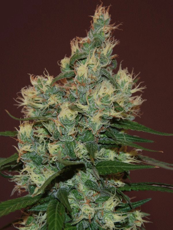 Semillas de marihuana Sour Diesel a la venta