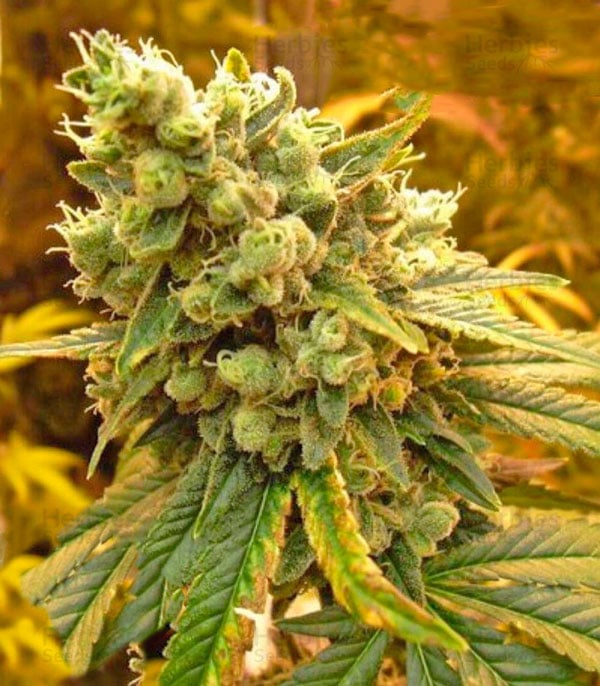 Sour Diesel Nirvana Seeds Kaufen