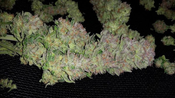 Sour Tangie Sativa Weed Seeds