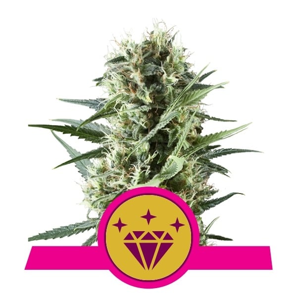 Speciální Kush # 1 Royal Queen Seeds Cookie Gelato