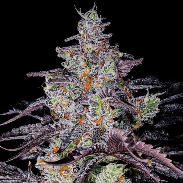 Sundae Driver Marihuana Seeds