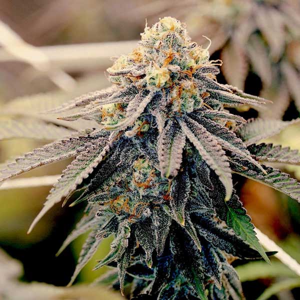 Sundae Driver Weed Seeds