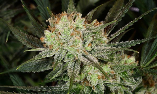 Super Lemon Haze Best Sativa Cannabis Strains 