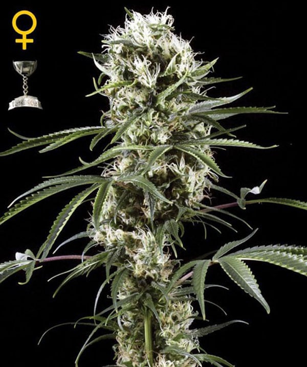 Super Lemon Haze Top 10 Strains