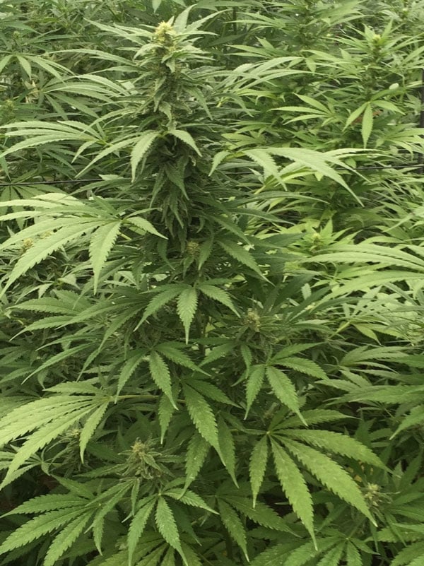 Sementes de maconha diesel super ácidas para venda