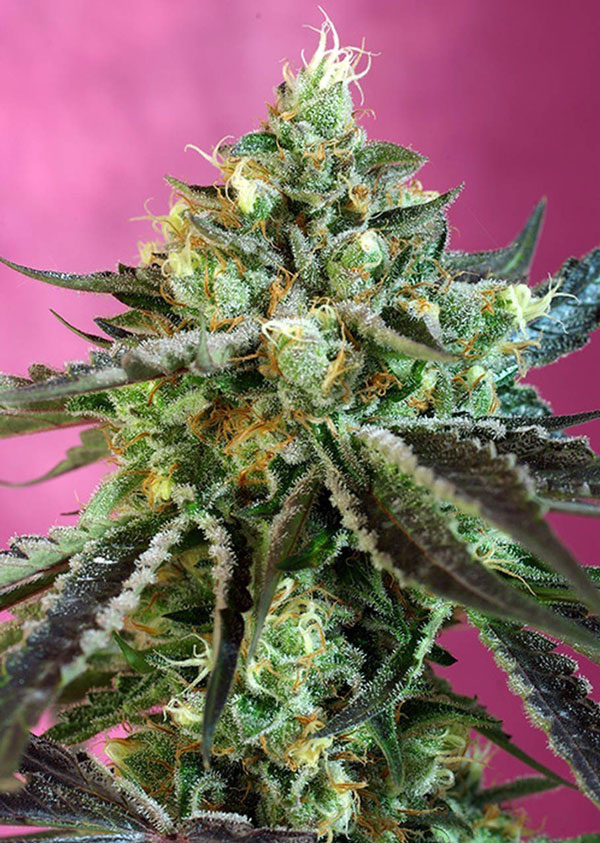 Enfermeira doce Auto CBD Weed Seeds