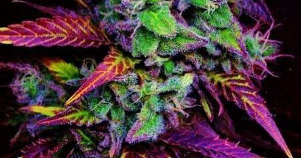 Sweet Weed Strains