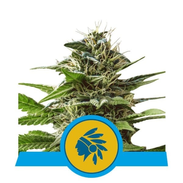 Tatanka Pure CBD - Beste CBD-stammer fra 2024