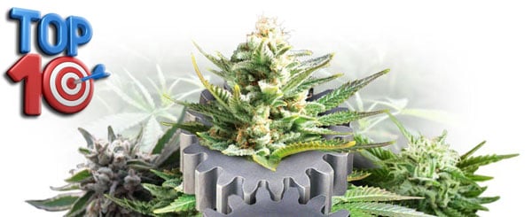 Topp 10 autoflowering cannabisfrön