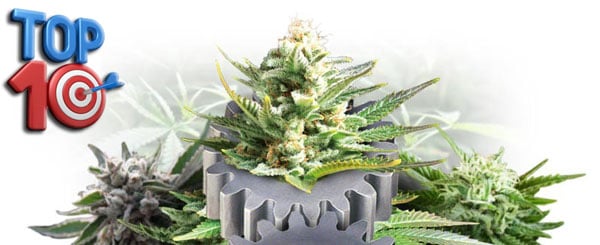 Top 10 autoflowering wietzaden