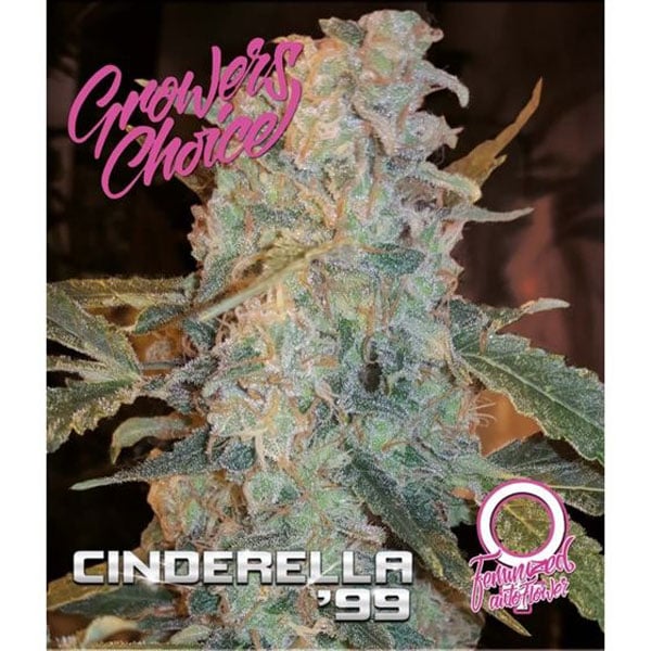 Topp 10 bästa Auto Seeds cinderella 99