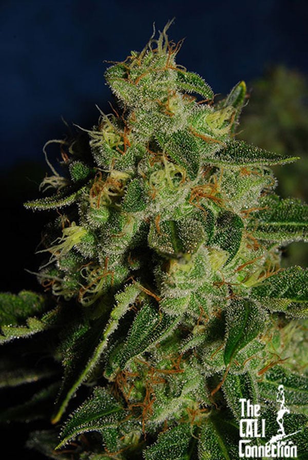 Green Crack Top 10 Best Feminized Seeds