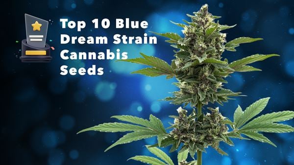 10 najboljih sjemenki Blue Dream u 2024