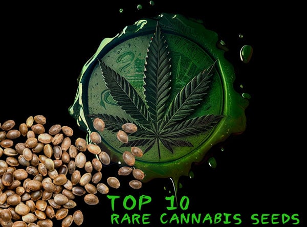 Top 10 der seltensten Cannabissamen, die man 2024 kaufen kann