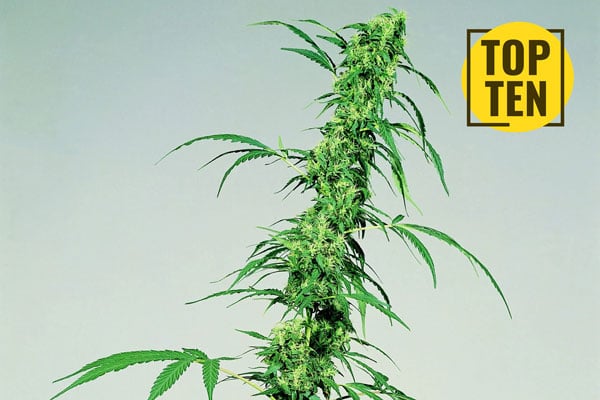 Top 10 Sativa-Sorten zum Verkauf im Jahr 2024