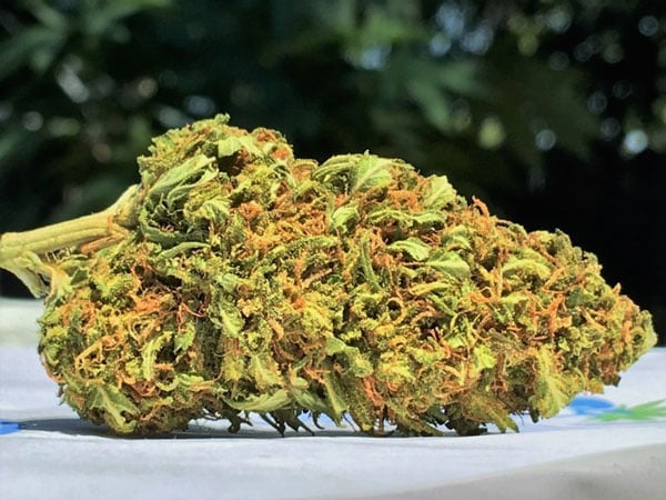 Pineapple Express nejlepší semena marihuany v roce 2023