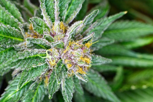 Nejlepší semena marihuany Purple Haze