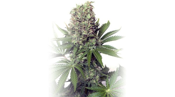 Top Runtz Cannabis Strains - Jumbo Runtz
