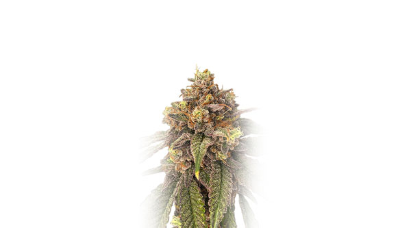 Las mejores variedades de cannabis Runtz - Pink Runtz