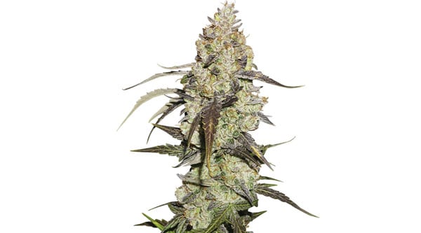 สุดยอดสายพันธุ์ Runtz Cannabis - Runtz Seeds