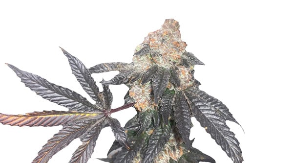 Top Runtz Cannabis Strains - White Runtz