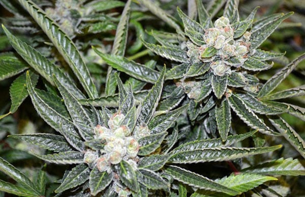 Las mejores cepas sativas en 2024 Sour Diesel