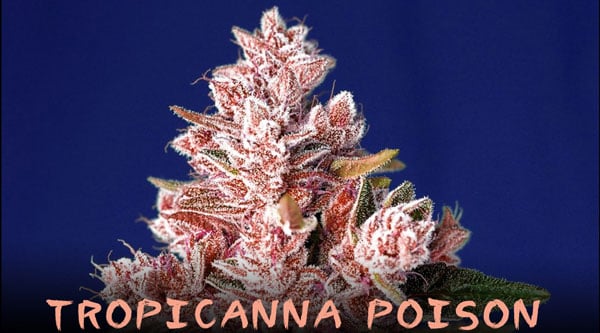 Σπάνιο στέλεχος Tropicanna Poison