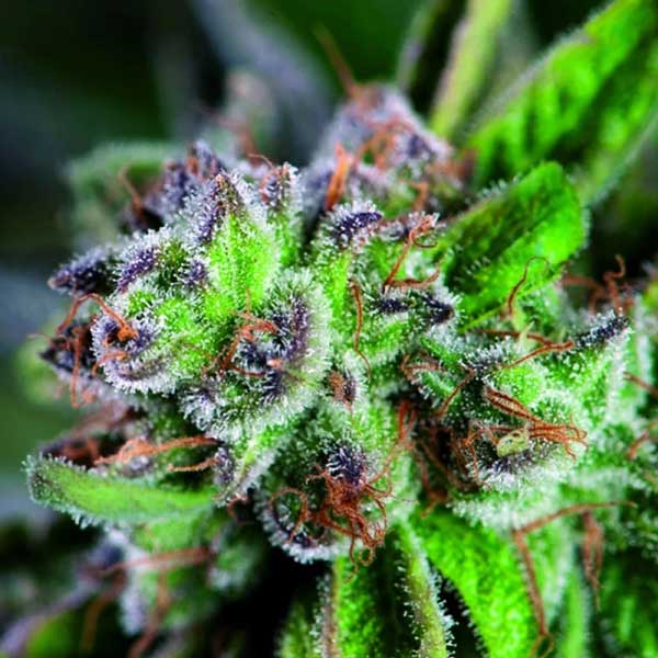 Watermeloen Zkittlez Sweet Weed-soort
