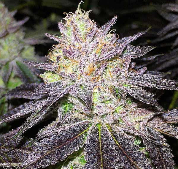 Oregon Seeds Online - Torta nuziale