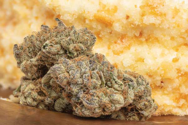 Wedding Cake Seeds most potent ganja seeds