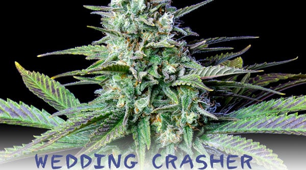 Wedding Crasher Rare Pot Seeds 2024