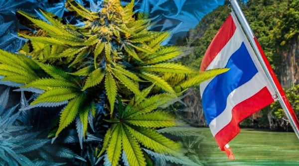 Wo kann man Cannabissamen in Thailand kaufen