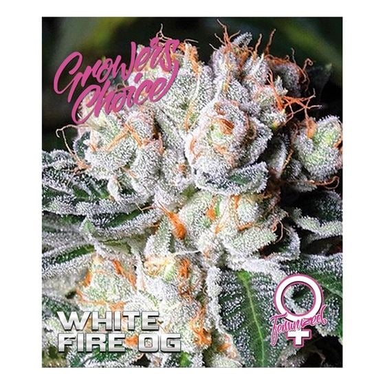 سویه های نادر ماری جوانا White Fire OG 2024