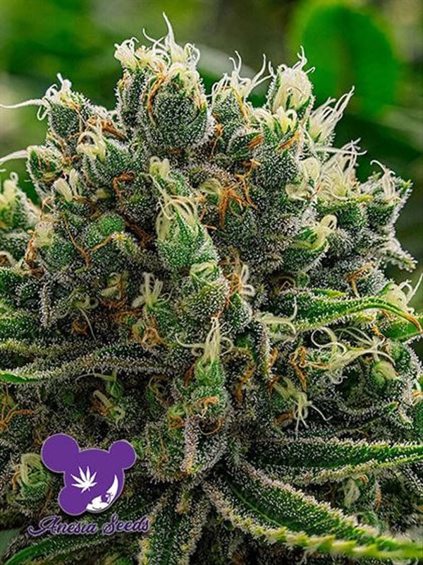 White Runtz Top 10 Feminized Weed Strain