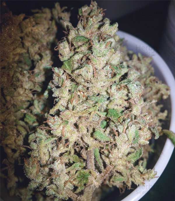 White Widow FastBuds semillas de marihuana