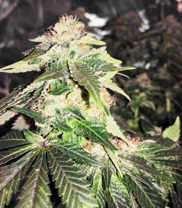 Semi di cannabis White Widow