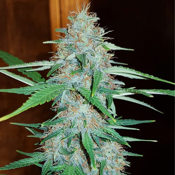 Semillas White Widow Colorado Pot